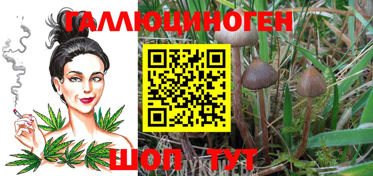 Тимашёвск  Псилоцибиновые грибы Psilocybe  Вход с VPN 